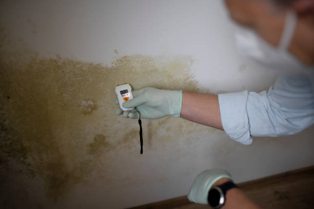 Attic Mold Removal in Redwood, TX